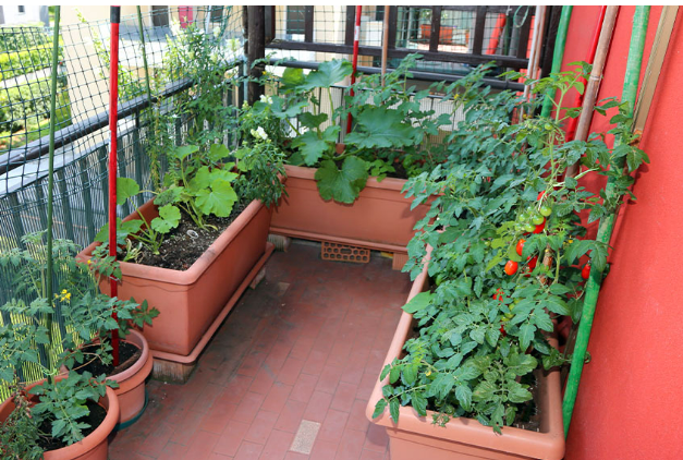 growing vegetables indoors