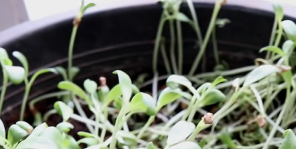 separating seedlings to grow tomatoes indoors