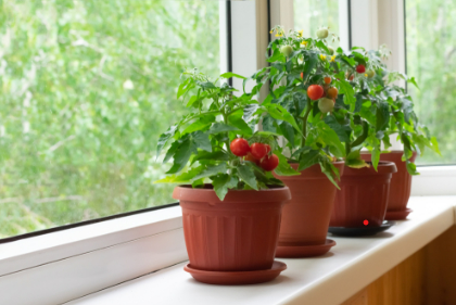 grow tomatoes indoors