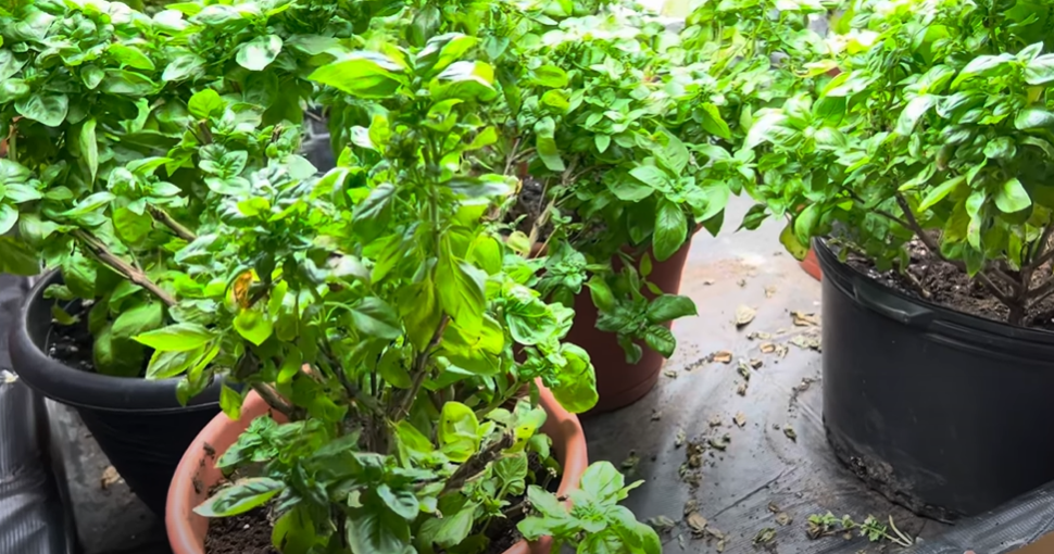 pots to grow tomatoes indoors